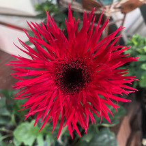 Rose Red Gerbera Spider Daisy Double Flowers Seeds Ornamental Tender Per... - £5.63 GBP