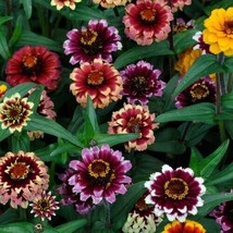 100 Aztec Sunset Zinnia Seeds Flower Fresh Seeds - £7.08 GBP