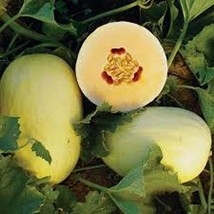 30 Crenshaw Melon Muskmelon Winter Melon Cranshaw Cucumis Melo Fruit Seeds US Se - £5.89 GBP