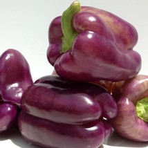 Lilac Bell Sweet Pepper 20 Seeds Vegetable Seeds Seed Packets USA Fast Shipping - $17.78