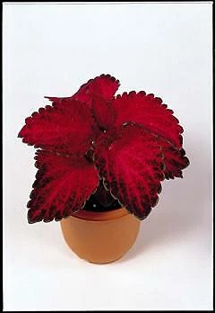 Item image 1 image 1