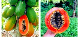 &quot;Caribbean Red&quot; Carica Papaya Fruit Tree 20 Seeds &quot;LARGE MELONS&quot; Indoor Plant - £16.77 GBP