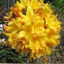 Fresh Spring Fanfare Aromi Deciduous Azalea Rhododendron Well Rooted Sma... - £35.49 GBP