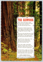 Postcard The California Redwoods Northwest California Sequoia Sempervire... - £2.34 GBP