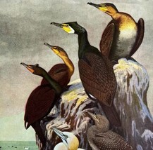 Cormorants And Gannet 1955 Plate Print Birds Of America Nature Art DWEE33 - £23.12 GBP