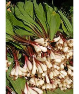 2Pound Ramps Wild Leeks Allium Tricoccum Fresh Onion Garlic Appalachian bulbs - $99.00