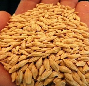 HeirloomSupplySuccess Heirloom Common Grain Barley Seeds