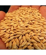 HeirloomSupplySuccess Heirloom Common Grain Barley Seeds - £3.68 GBP+