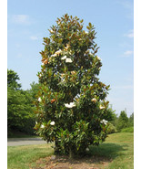 Brackens Brown Beauty Southern Magnolia Tree 20 28 Inch Tall Well Rooted... - €52,59 EUR