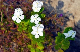 100+ Dwarf White Periwinkle Seeds (Vinca Rosea Little Blanche) Flowers - £3.29 GBP