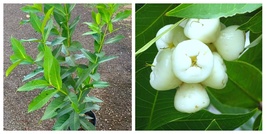 Big Wax jambu White syzygium jambos Pomarrosa Blanca Fruit tree White wa... - $101.99