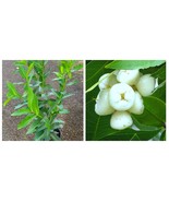 Big Wax jambu White syzygium jambos Pomarrosa Blanca Fruit tree White wa... - $139.49 CAD