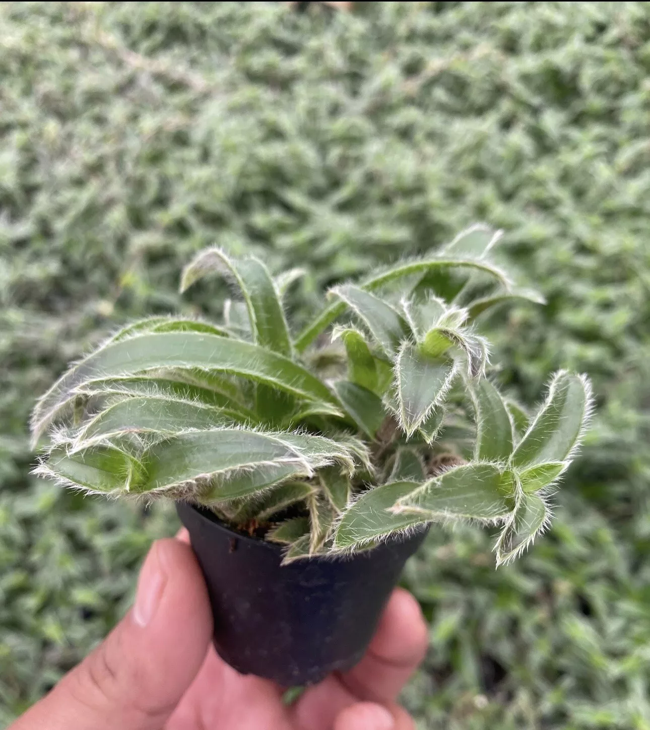 TRADESCANTIA SOMALIENSIS - KITTEN&#39;S EARS In 2.5 Pot - $31.18