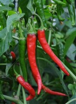 HOT PEPPER CAYENNE LONG THIN, 25 SEEDS R  - $267.26 MXN