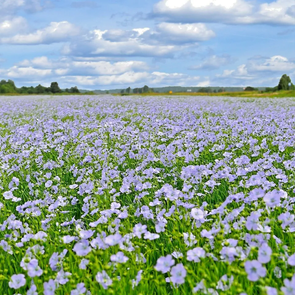 SR 1001 Blue Flax Native Wildflower Perennial Cold Drought Summer Planting Seeds - £6.72 GBP