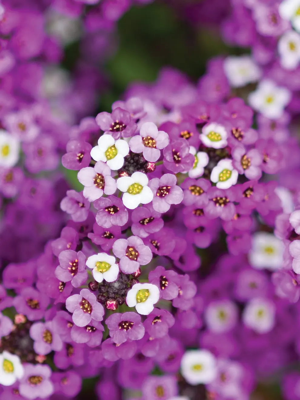 500 Seeds Sweet Alyssum Royal Carpet Lobularia Maritima Flower - £7.91 GBP