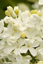 25 Angel White Lilac Seeds Tree Fragrant Hardy Perennial Flower 359 Gard... - £8.56 GBP