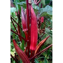 Red Burgundy Okra Seeds Organic US Fast Shipping - $1.98