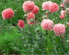PM 200+ VENUS PEONY Papaver Paeoniflorum Paeony Double Salmon Rose Pink ... - $4.25