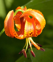 Jstore USA Lilium michiganense Michigan Lily 10 Fresh Seeds - $14.09