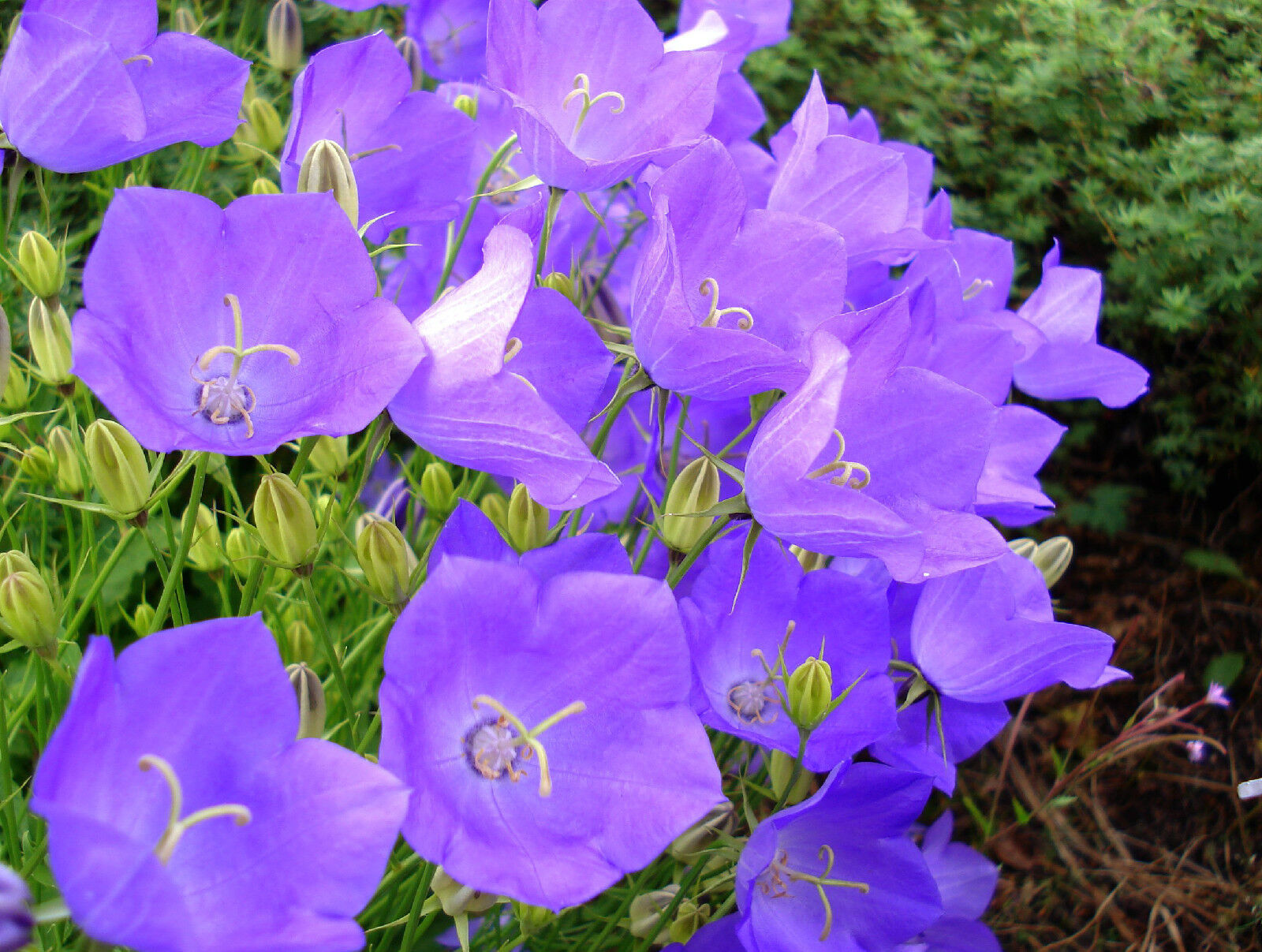 560 Seeds Tussock Bellflower Campanula Lavender Blu Fresh Seeds Fast Shi... - $8.68
