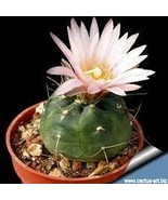 Echinocereus Knippelianus var Kruegeri 10 Seeds - $202.35 MXN