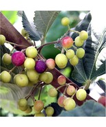 Best Sherbet Berry / Grewia asiatica / Live Plant - $33.99
