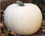 10 White Queen Pumpkin Seeds  NonGmo OpenPollinated Heirloom Fast Shipping - $8.99