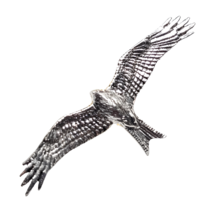 Pin de cometa roja insignia de peltre halcón pájaro de presa broche corb... - £6.59 GBP