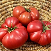 New Mortgage lifter radiator Charlie tomato Seeds Grower Organic Fresh USA Garde - $8.80