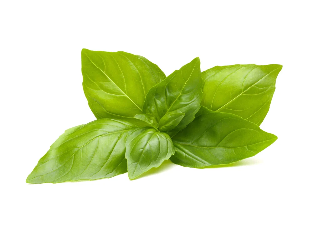 200 Lemon Basil Seeds Non-Gmo - $2.55