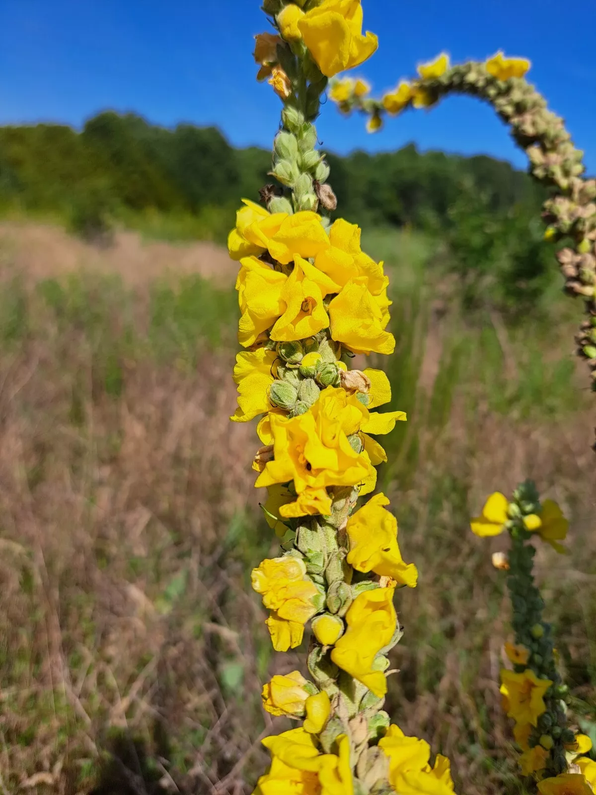 LWS Mullein Verbascum Thapsus Non Gmo Garden Planting 1000 Seeds Fast Shipping - $9.00