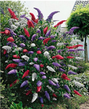 50 Mixed Butterfly Bush Buddleia Davidii Seeds Garden USA Shipping - £6.55 GBP