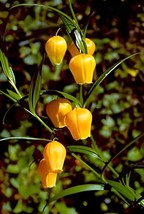 100 Seeds Sandersonia - $11.65