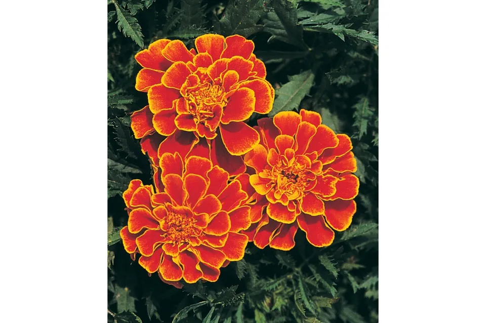 BStore 100 Seeds French Marigold Queen Sophia Beneficial Flower Heirloom Non-Gmo - $9.80