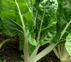 Grow In US Swiss Chard Seeds 50+ Fordhook Giant Heat Tolerant Greens Garden - £6.49 GBP