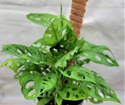 Monstera adansonii,Philodendron Swiss Cheese, Philodendron in 3&quot; Pot - £13.87 GBP