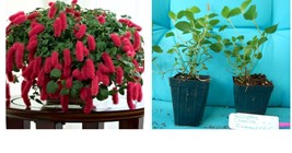 Acalypha Pendula SUMMER LOVE CHENILLE Plant AKA FIRE TAIL OR CAT TAIL - £33.56 GBP