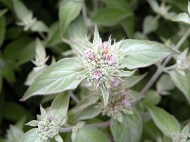 Fragrant Mountain Mint Seeds – Pollinator-Friendly &amp; Aromatic Herb (100+) - £9.68 GBP