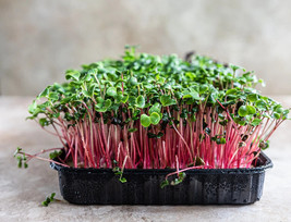 JGBOS Sell 2500 Red Arrow Radish Seeds Bulk Sprout Microgreens Garden - £7.10 GBP