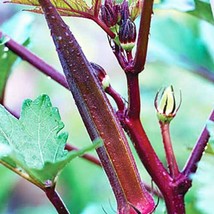 Fresh Seeds Burgundy Okra Seeds - $13.96