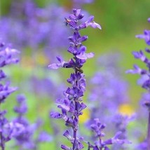 USA SELLER Salvia Farinacea Mealycup Sage Mealy Sage 20 Seeds Free Shipping - £13.21 GBP