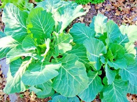 PS 601 Vates Collard Greens Seeds Heat Frost Tolerant Slow Bolt Garden C... - $231.63 MXN