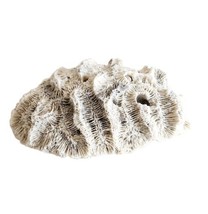 Fossilized Brain Coral Piece Maine Coast Nautical Collectibles Atlantic SeaBx1 - £31.45 GBP