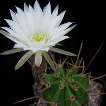 Echinopsis rhodotricha Easter Lily - £2.05 GBP