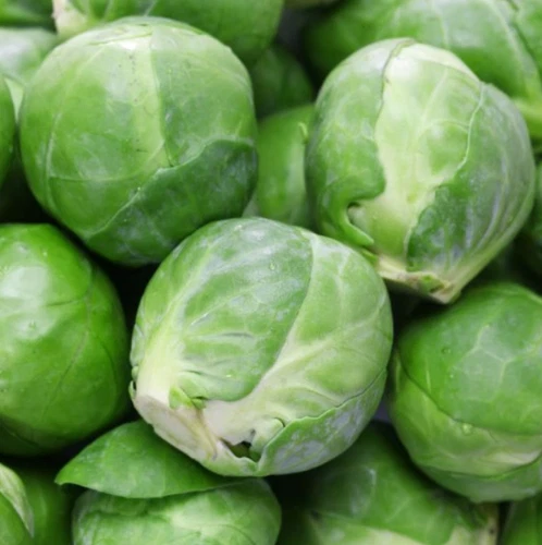 500 Seeds Brussel Sprouts Catskill Sweeter with Frost Dwarf Non-GMO - $5.99