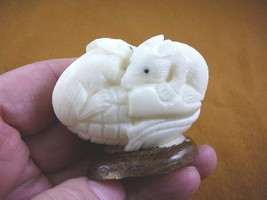 TNE-MOU-442b) MOUSE two 2 mice TAGUA NUT Figurine carving VEGETABLE rode... - $40.16