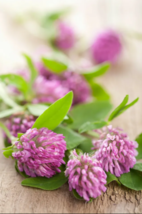 3,500+ seeds Alsike Pink Clover Flower easy - £3.74 GBP