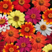 100+ Zahara Bonfire Mix Zinnia Seeds | Heat-Tolerant Blooms - $16.50