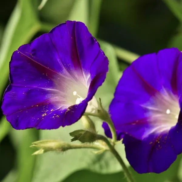 Fresh Purple Morning Glory Seeds Packet 100 Seeds Dark Purple Blooms - £7.47 GBP
